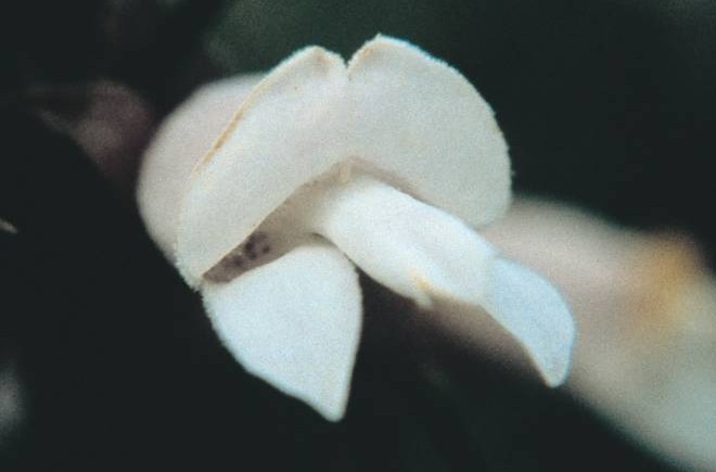 KAKO UZ POMOC FLORITERAPIJE POJACATI IMUNITET ORGANIZMA TOKOM ZIMSKOG PERIODA?